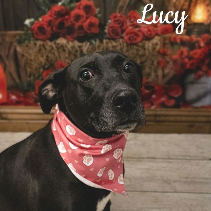 Lucy 3