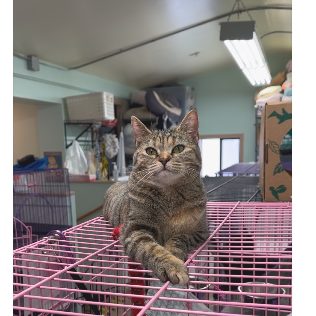 Larue, an adoptable Domestic Medium Hair in Priest River, ID, 83856 | Photo Image 1