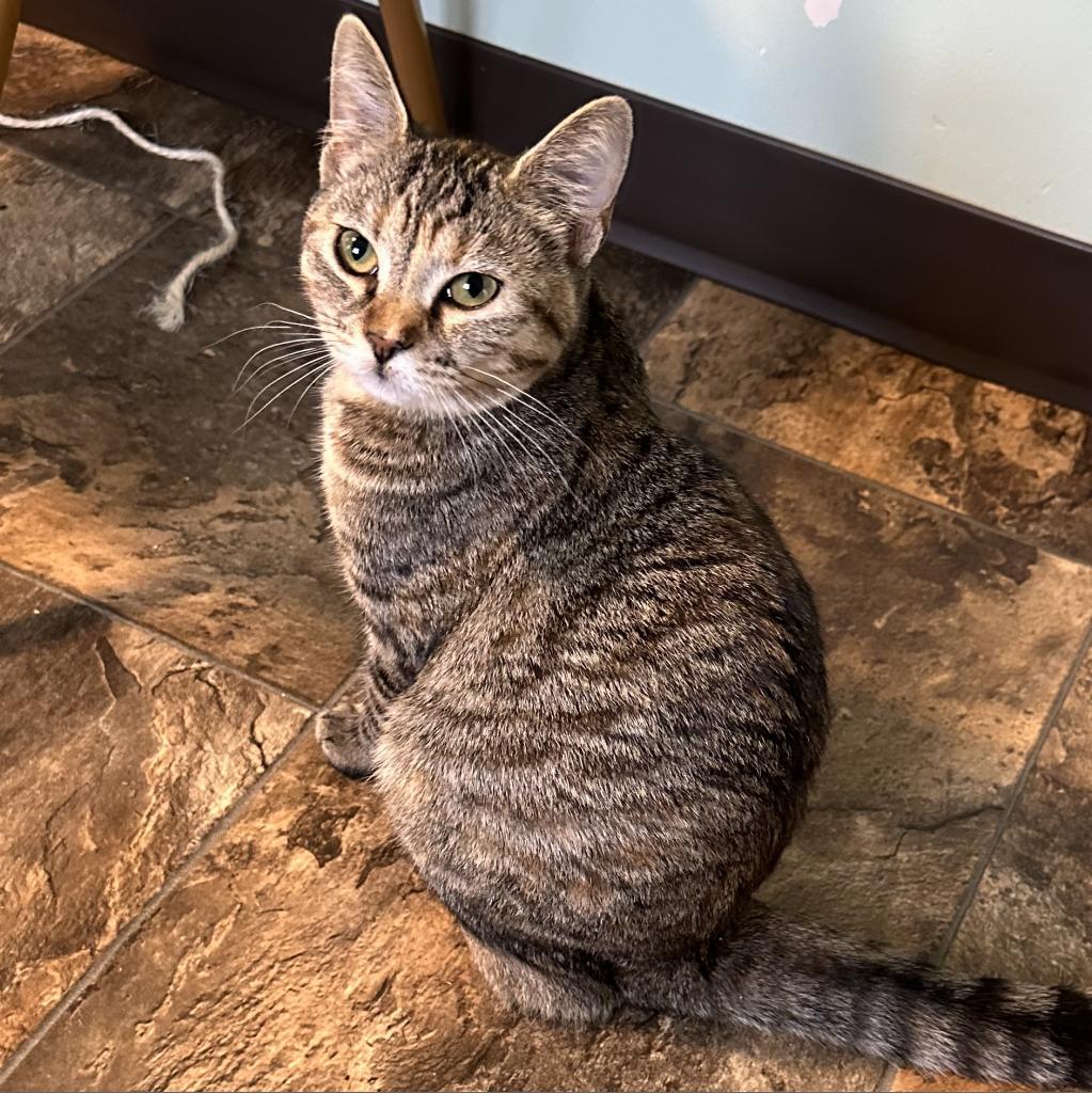 Larue, an adoptable Domestic Medium Hair in Priest River, ID, 83856 | Photo Image 2