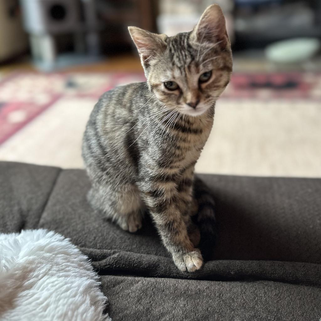 Larue, an adoptable Domestic Medium Hair in Priest River, ID, 83856 | Photo Image 3