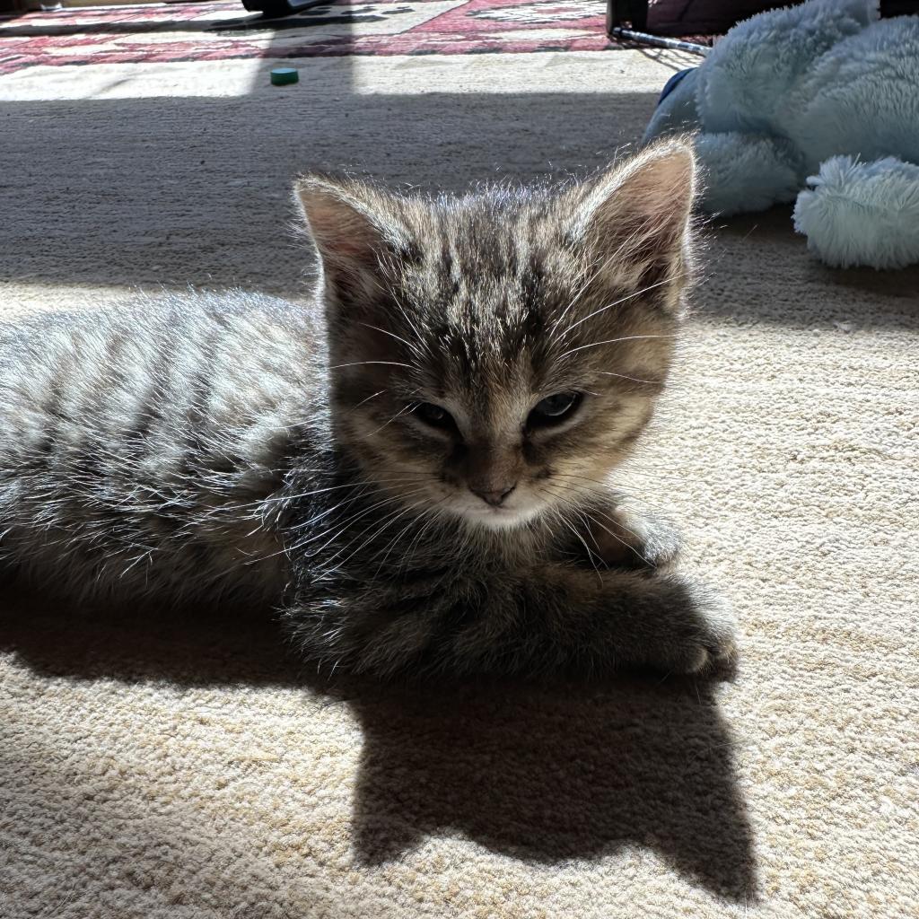 Larue, an adoptable Domestic Medium Hair in Priest River, ID, 83856 | Photo Image 4
