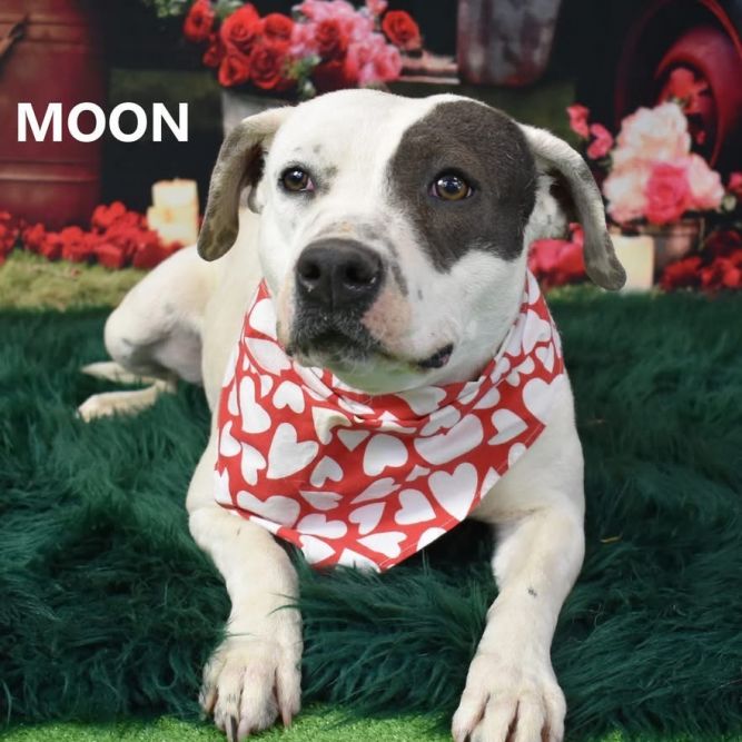 Moon