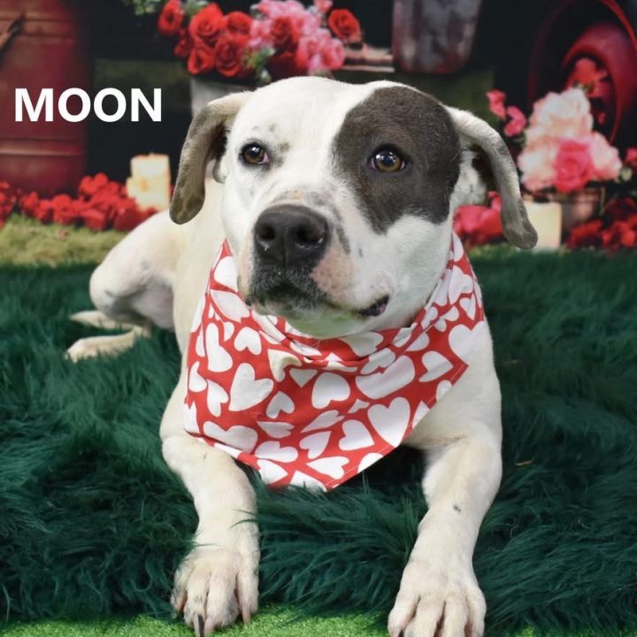 Moon 1