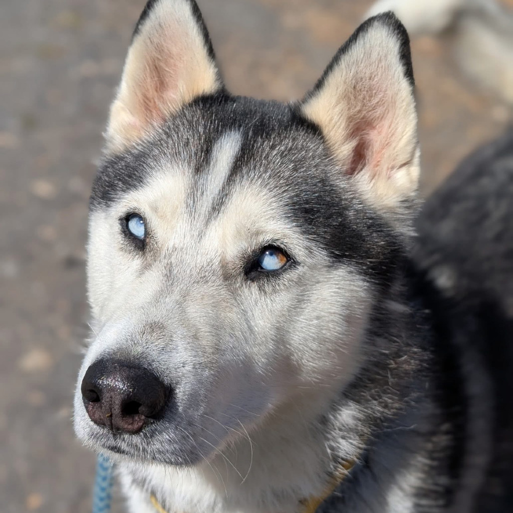 Koa