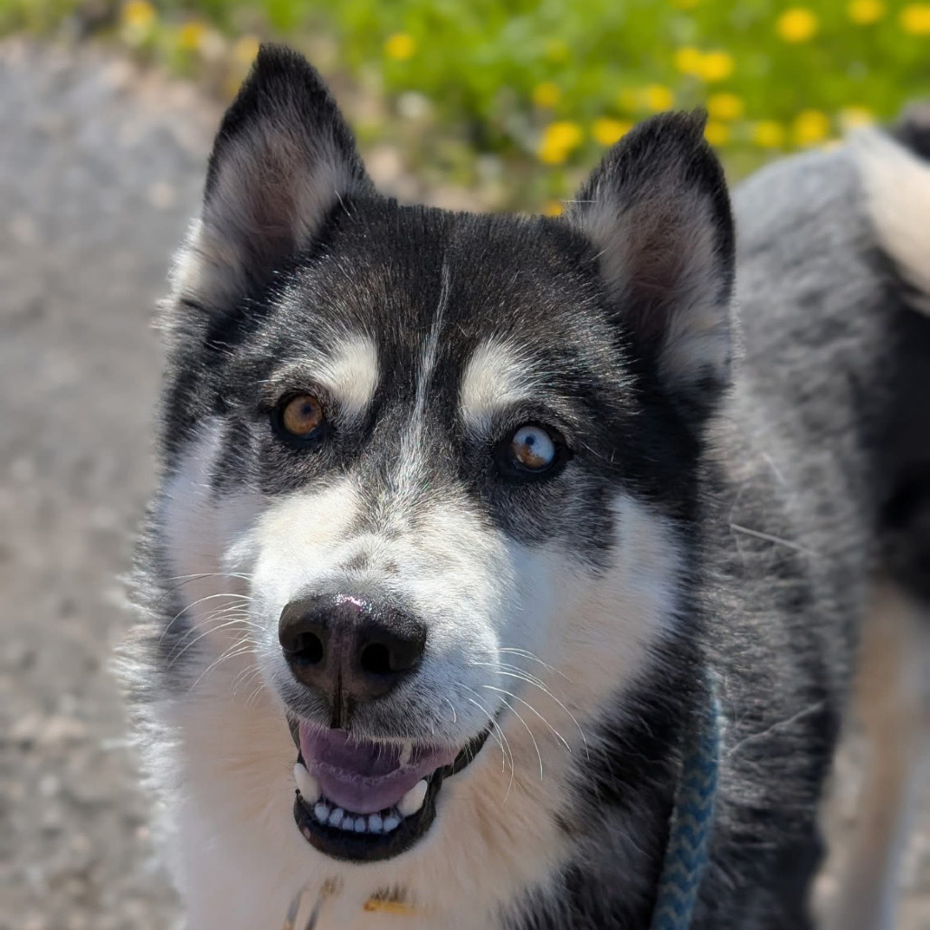 Klaus