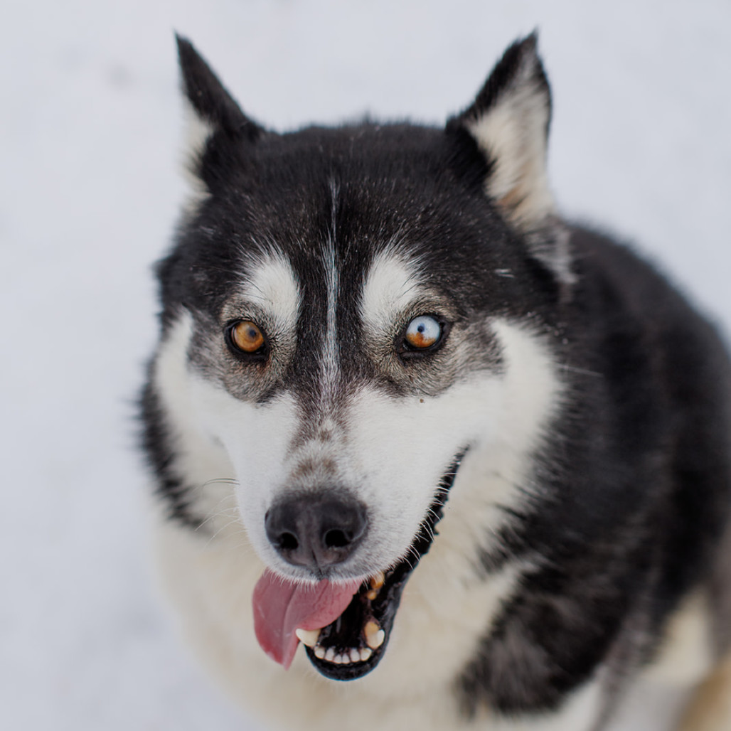 Klaus