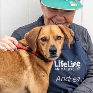 Bowen is the cutest with his reddishbrown coloring longer fur and soulful eyes Hes only 37 lbs 