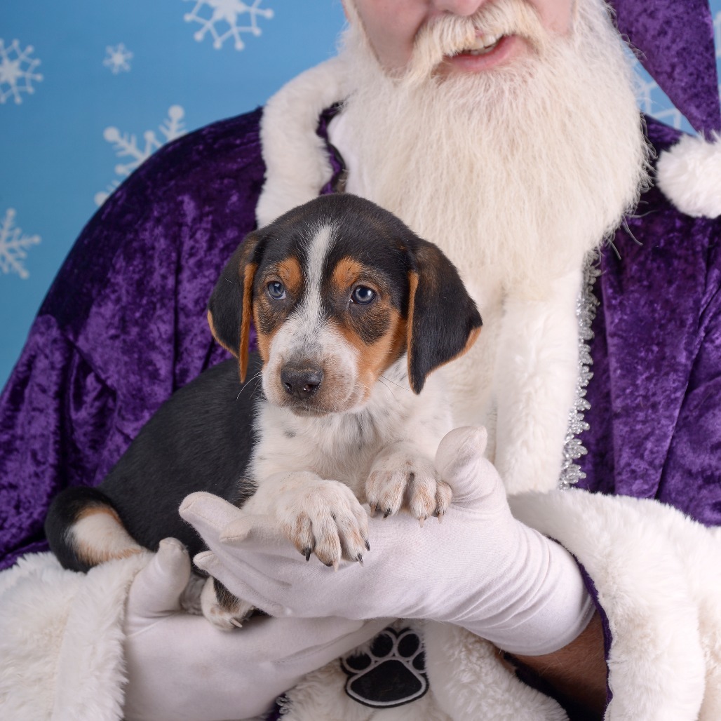 Yippee, an adoptable Beauceron, Basset Hound in Dallas, TX, 75201 | Photo Image 2