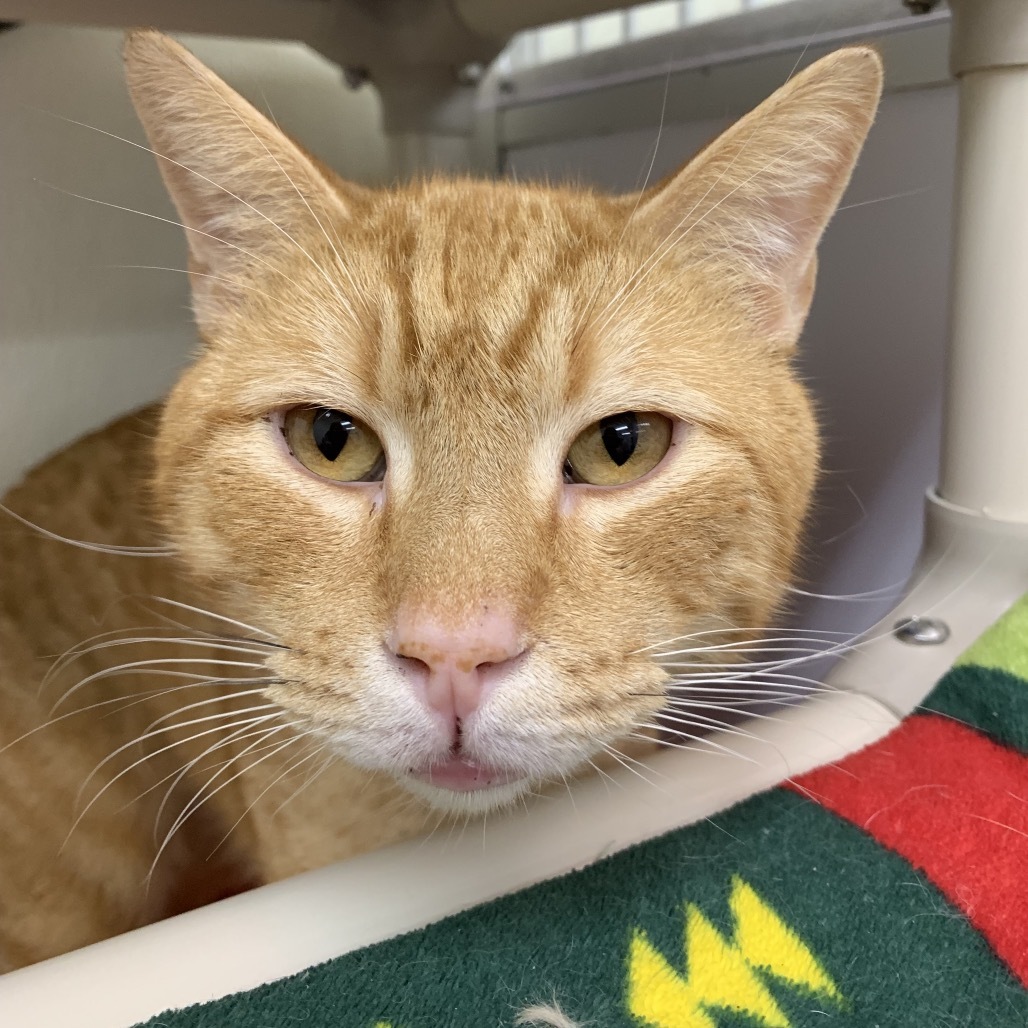 Rusty, an adoptable Domestic Short Hair in Fort Bragg, CA, 95437 | Photo Image 1