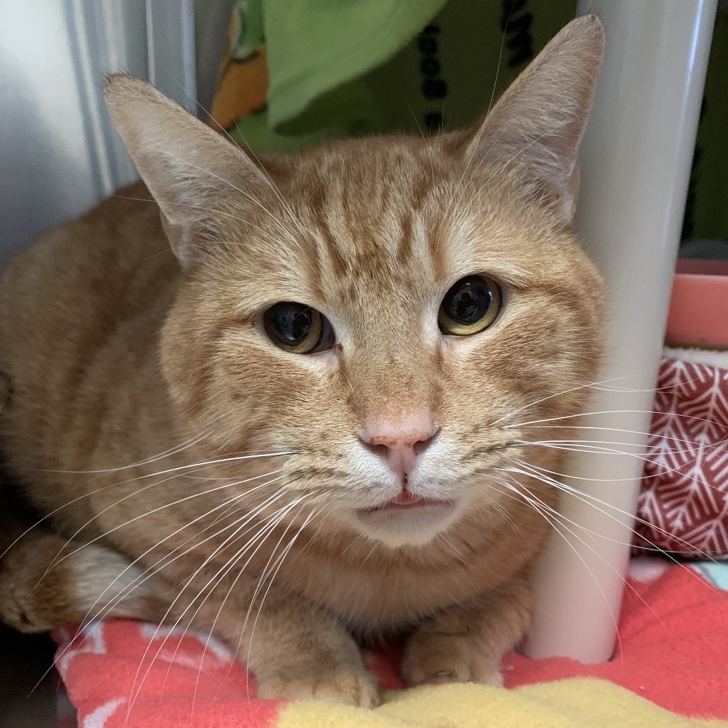 Rusty, an adoptable Domestic Short Hair in Fort Bragg, CA, 95437 | Photo Image 2