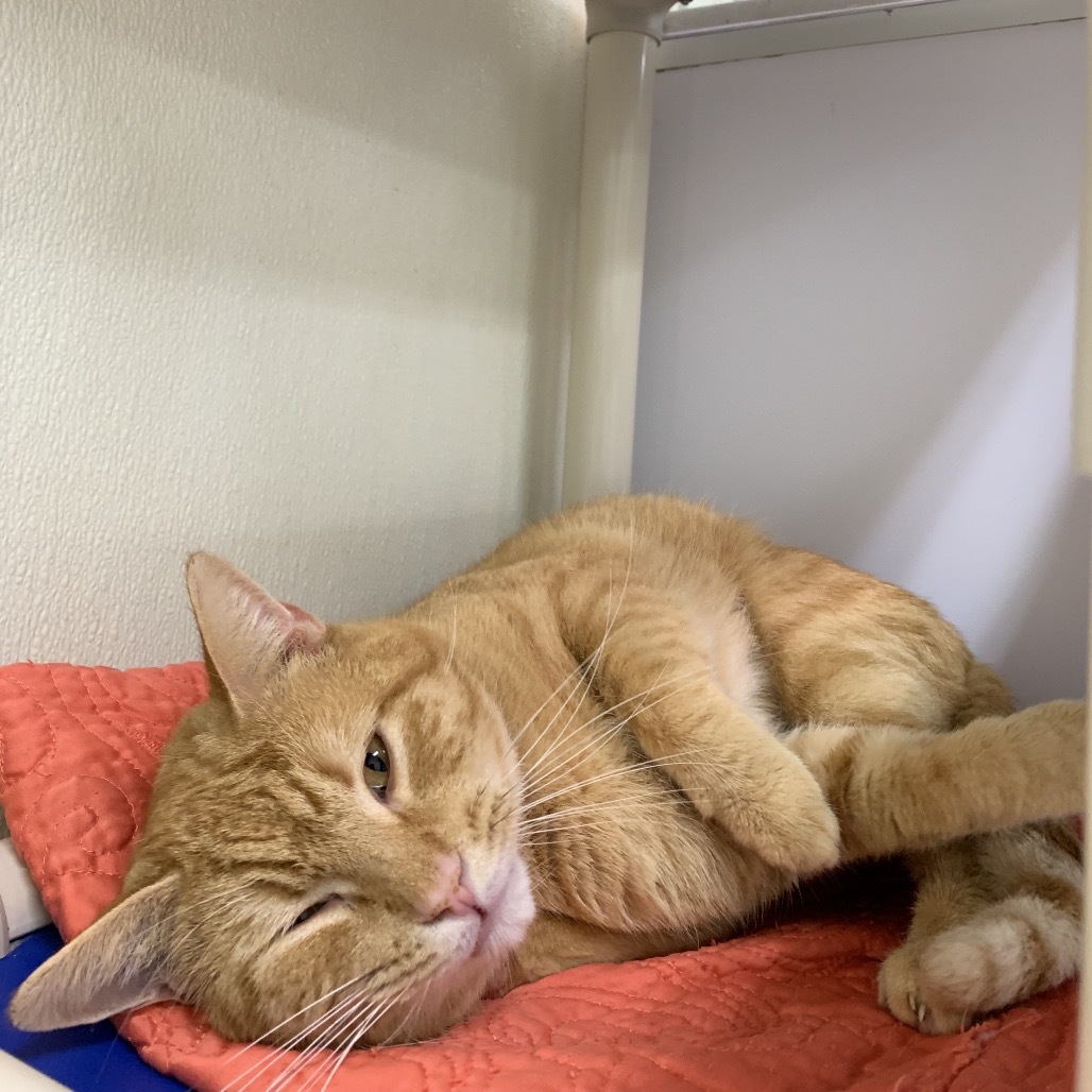 Rusty, an adoptable Domestic Short Hair in Fort Bragg, CA, 95437 | Photo Image 3