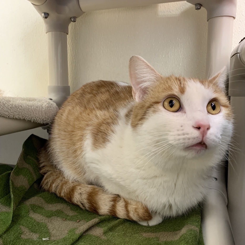 Sonny, an adoptable Domestic Short Hair in Fort Bragg, CA, 95437 | Photo Image 1