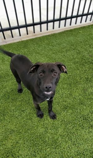 If you are interested in adopting from SAS please contact 8304012335 to schedule an adoption appoint