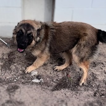 Milo, an adoptable Belgian Shepherd / Sheepdog, Leonberger in Millen, GA, 30442 | Photo Image 2