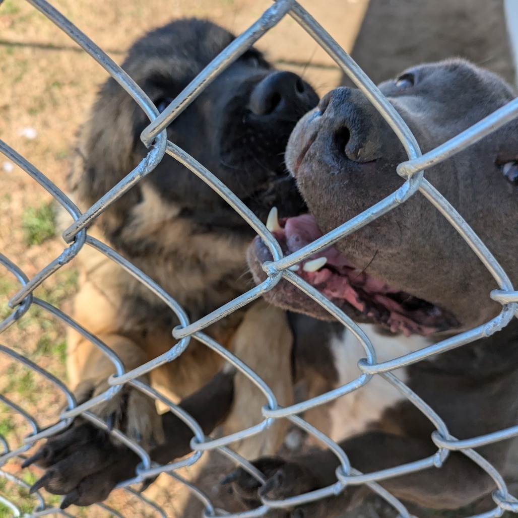 Milo, an adoptable Belgian Shepherd / Sheepdog, Leonberger in Millen, GA, 30442 | Photo Image 3