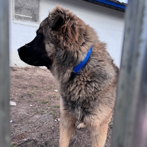 Milo, an adoptable Belgian Shepherd / Sheepdog, Leonberger in Millen, GA, 30442 | Photo Image 4