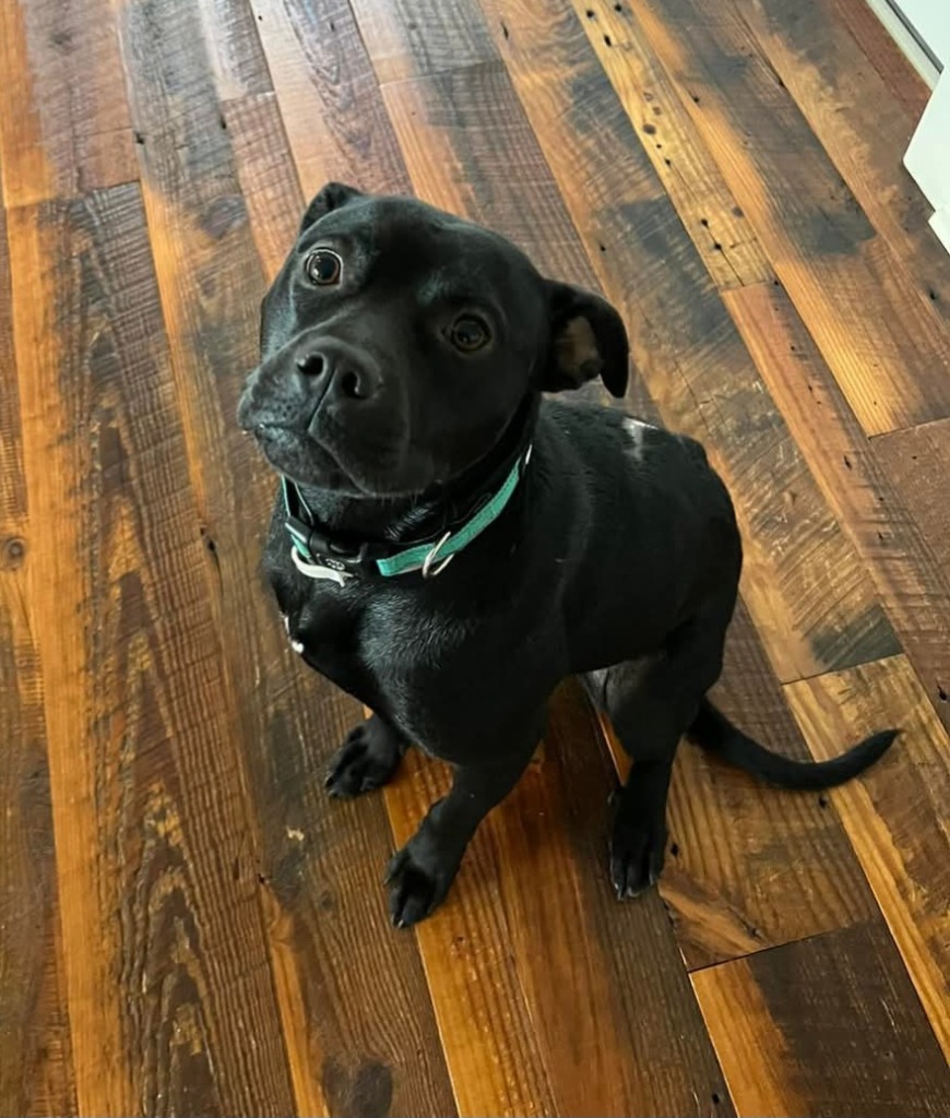 Jackson, an adoptable Pit Bull Terrier in New Bern, NC, 28563 | Photo Image 1