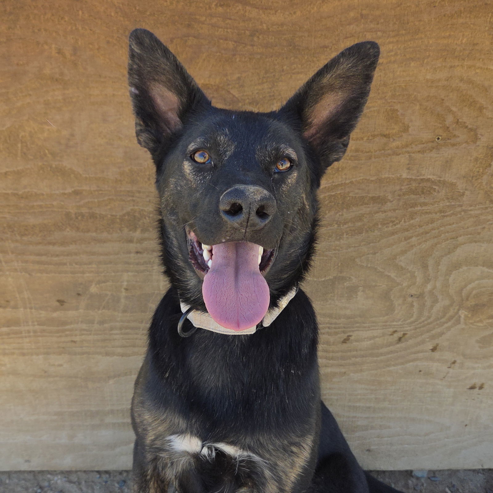 Artemis, an adoptable Shepherd in Yreka, CA, 96097 | Photo Image 1