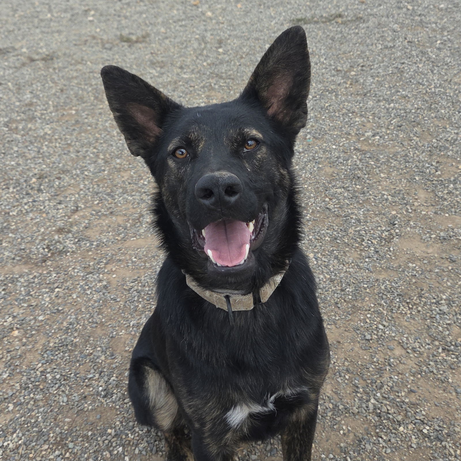 Artemis, an adoptable Shepherd in Yreka, CA, 96097 | Photo Image 1