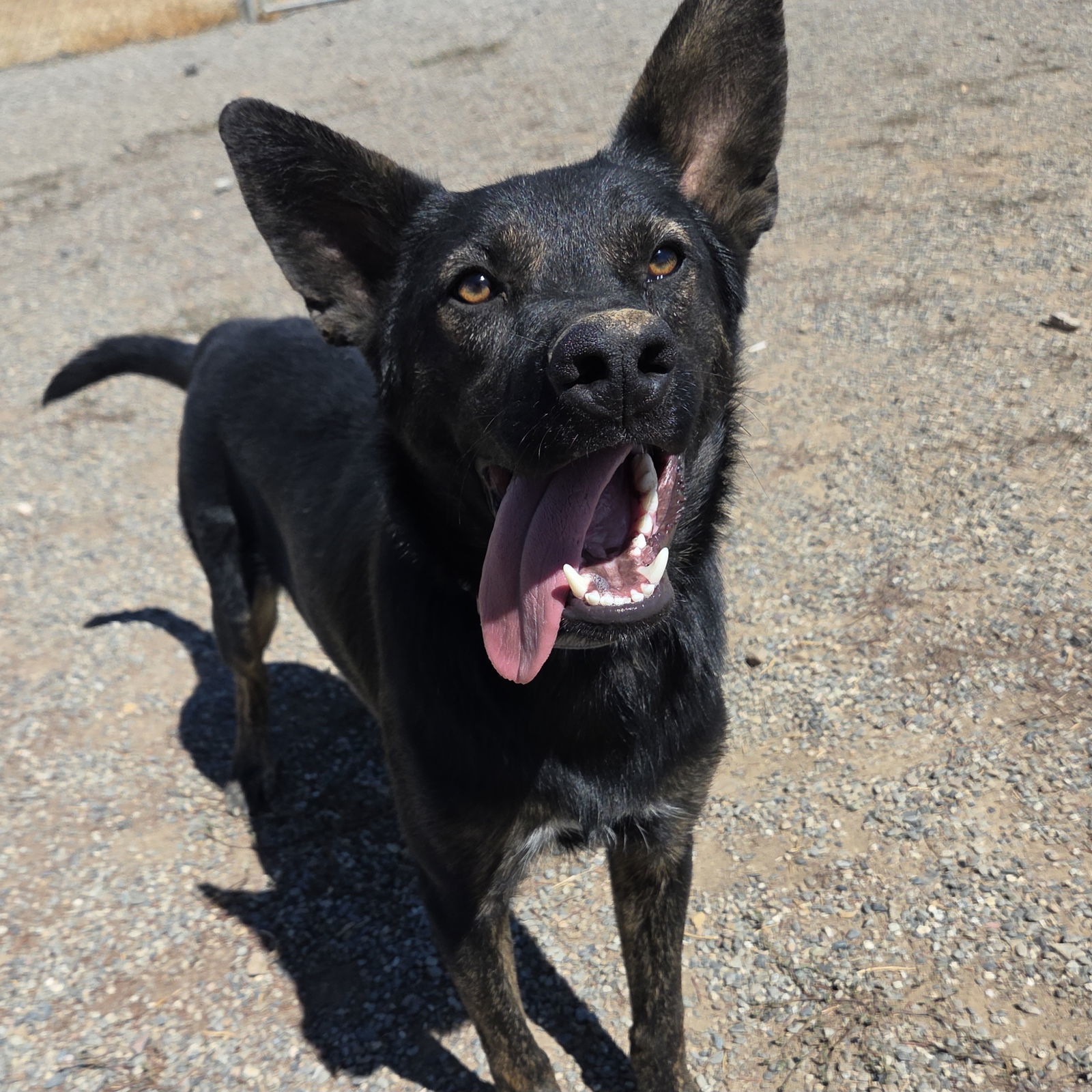 Artemis, an adoptable Shepherd in Yreka, CA, 96097 | Photo Image 2