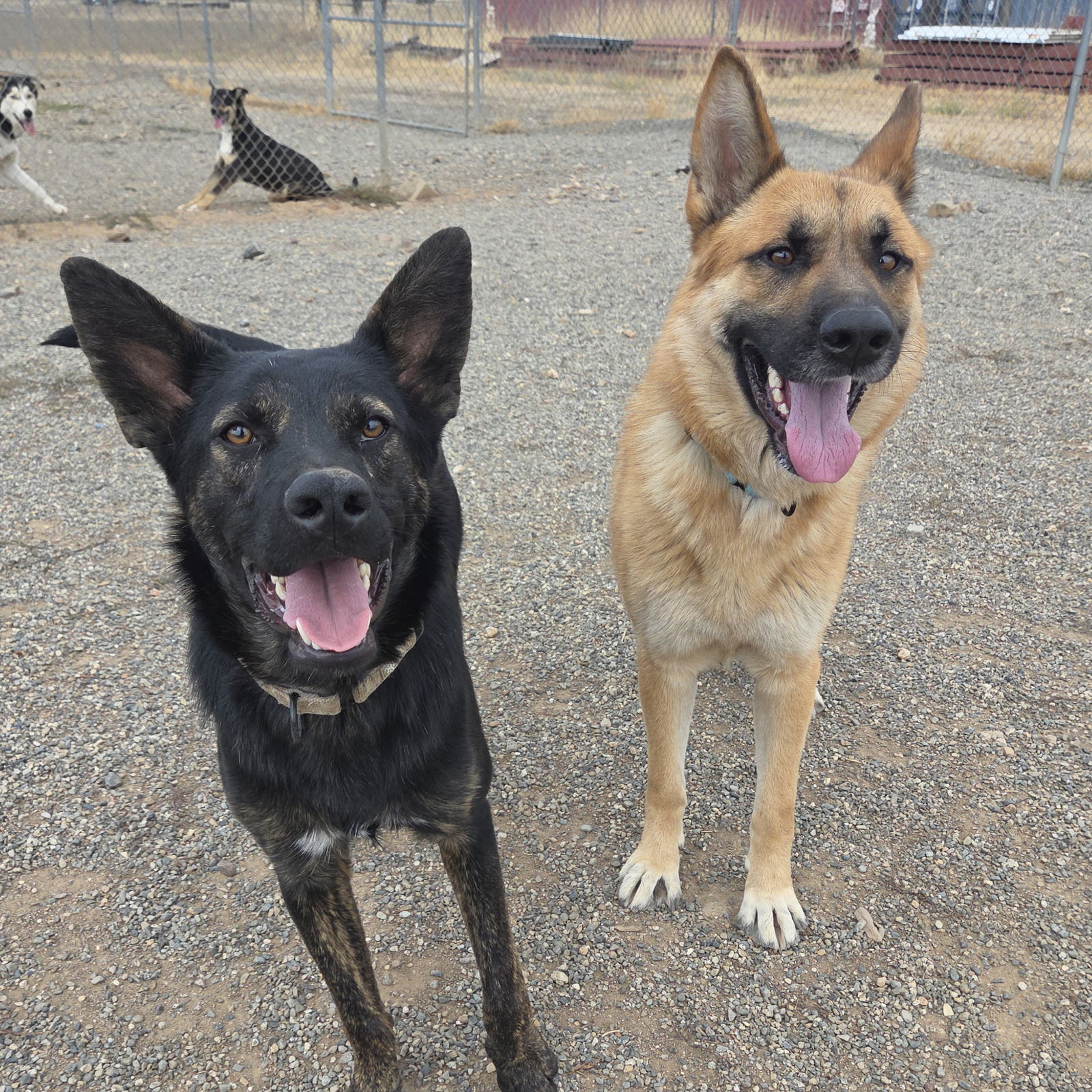 Artemis, an adoptable Shepherd in Yreka, CA, 96097 | Photo Image 2