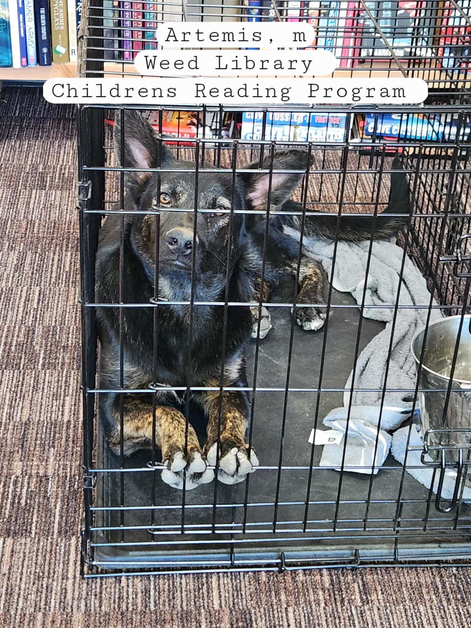 Artemis, an adoptable Shepherd in Yreka, CA, 96097 | Photo Image 3