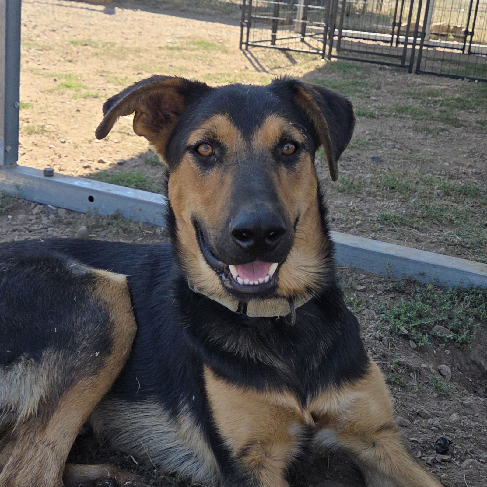 Hades, an adoptable Shepherd, Rottweiler in Yreka, CA, 96097 | Photo Image 1