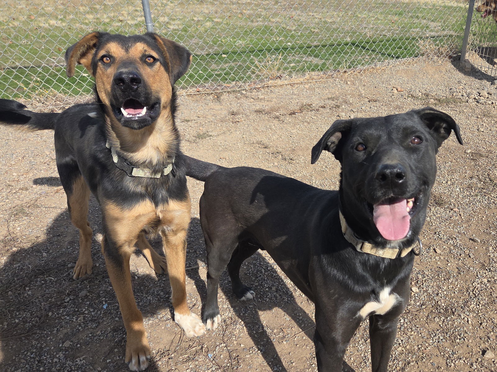Hades, an adoptable Shepherd in Yreka, CA, 96097 | Photo Image 2