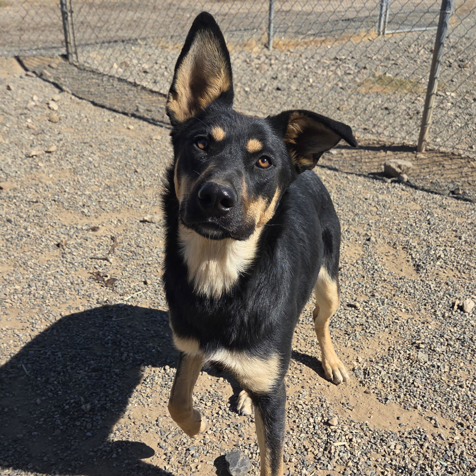 Hyphos, an adoptable Shepherd in Yreka, CA, 96097 | Photo Image 1