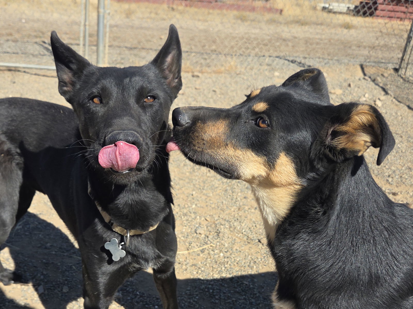 Hyphos, an adoptable Shepherd, Australian Kelpie in Yreka, CA, 96097 | Photo Image 2