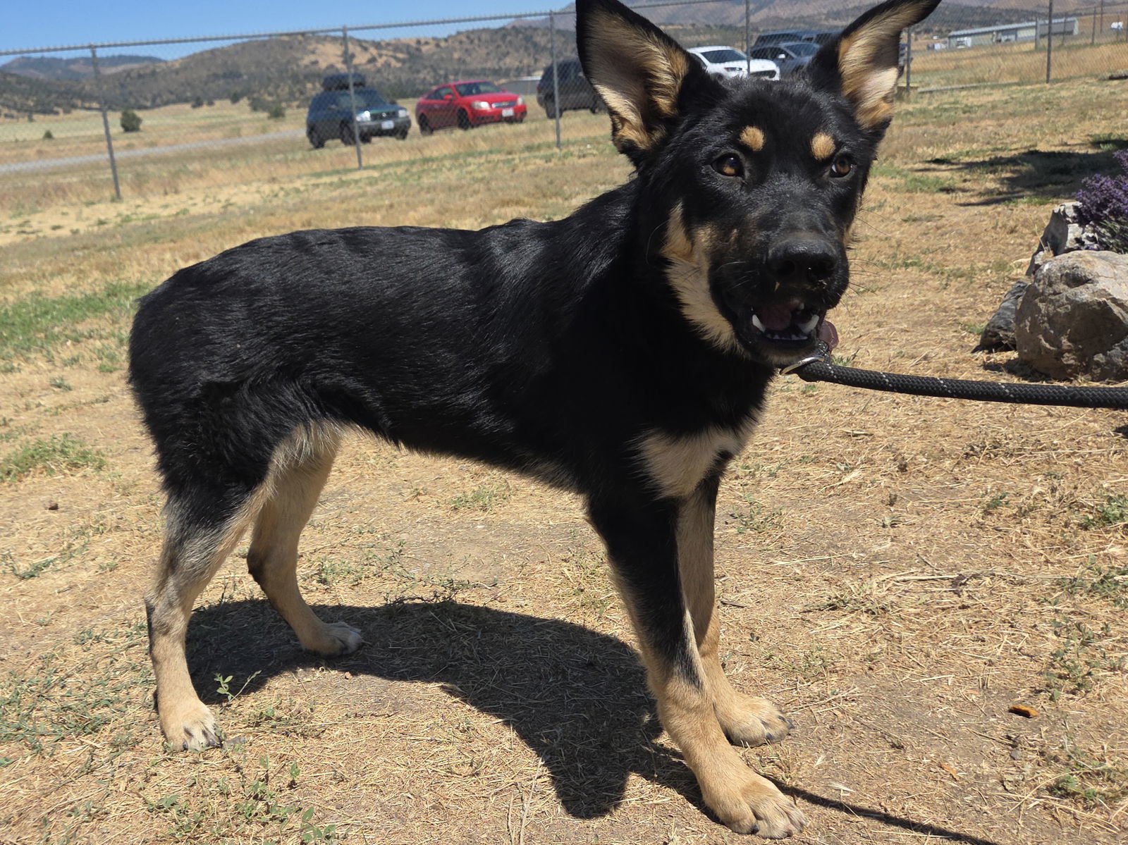 Hyphos, an adoptable Shepherd, Australian Kelpie in Yreka, CA, 96097 | Photo Image 3