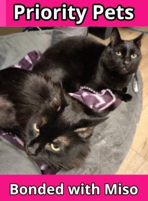 Mia `A PRIORITY PET`, Adult Female Domestic Long Hair