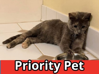 Deja `A PRIORITY PET`