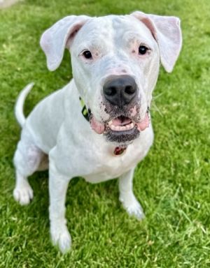 Ivory, Adult Female Dogo Argentino