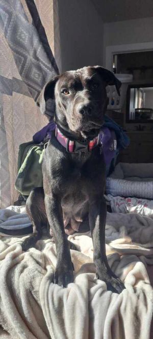 Holly Claus, Young Female Labrador Retriever