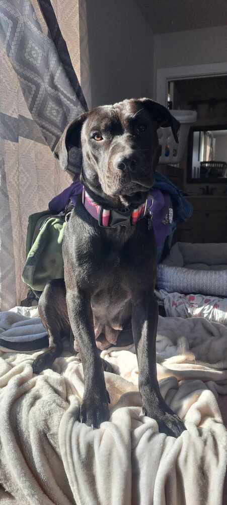 Holly Claus, an adoptable Labrador Retriever in Waunakee, WI, 53597 | Photo Image 1