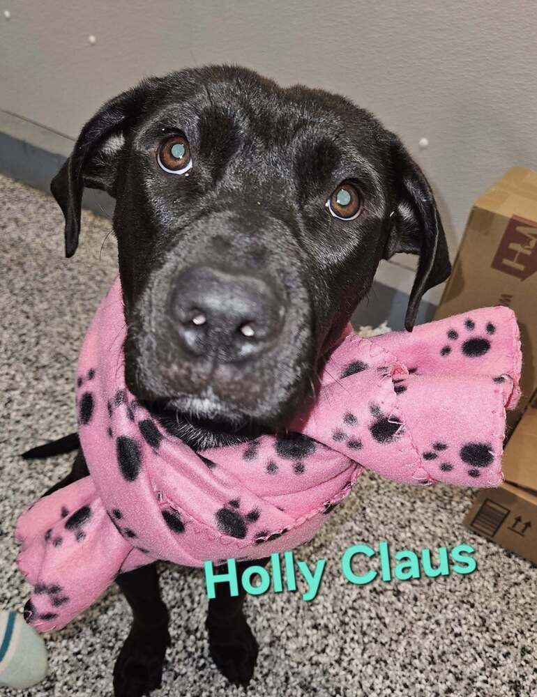 Holly Claus