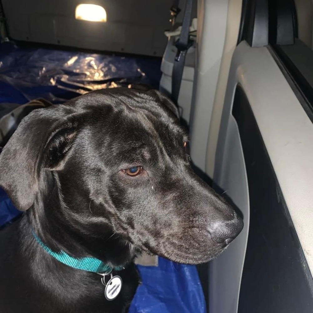 Holly Claus, an adoptable Labrador Retriever in Waunakee, WI, 53597 | Photo Image 3