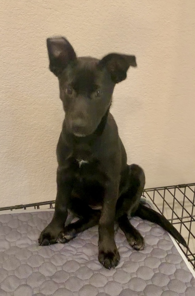 Obi (Kya's Litter)