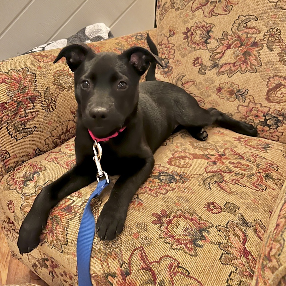 Onyx (Kya's Litter)