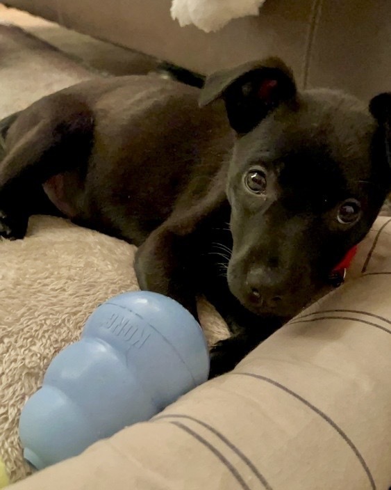Onyx (Kya's Litter)