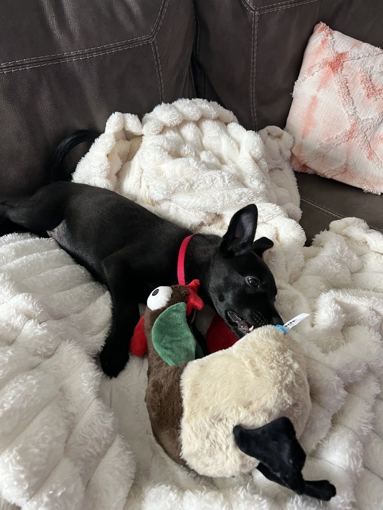 Onyx (Kya's Litter)