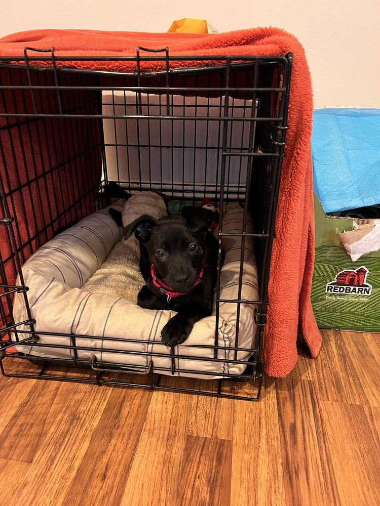 Onyx (Kya's Litter)