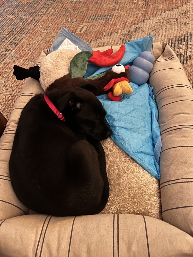 Onyx (Kya's Litter)