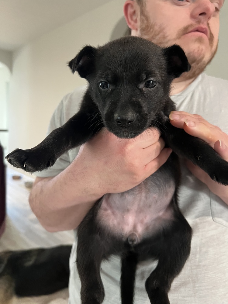 Onyx (Kya's Litter)