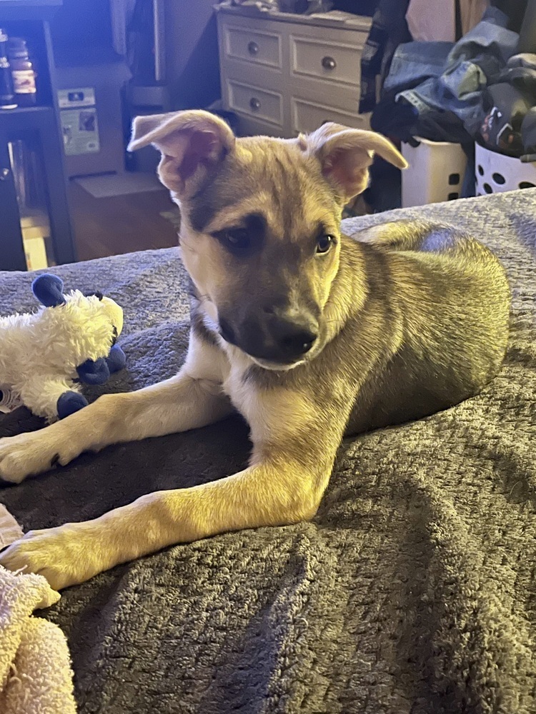 Primrose (Kya's Litter)