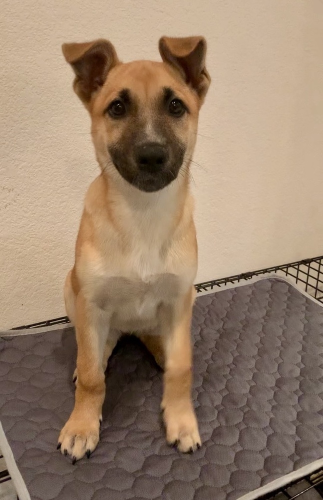 Nala (Kya's Litter)
