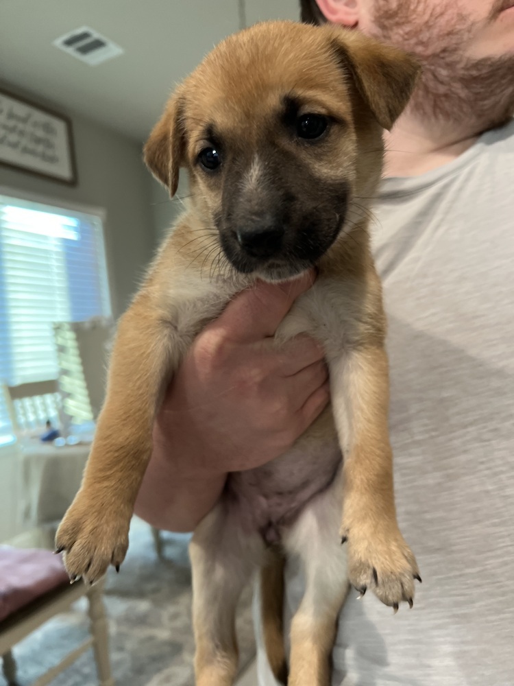 Nala (Kya's Litter)