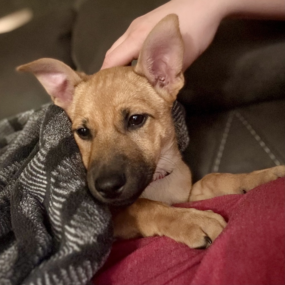 Brownie (Kya's Litter)