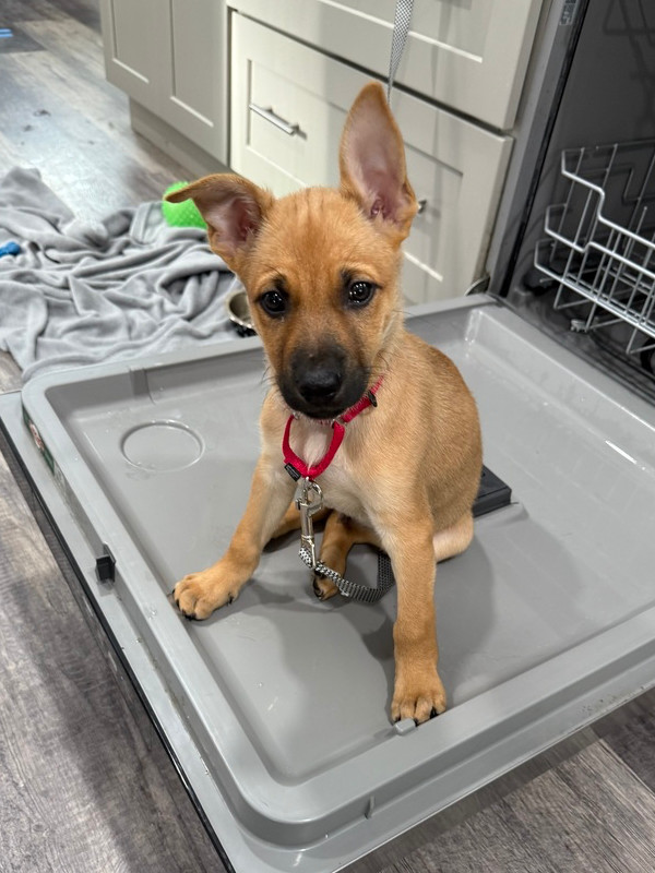 Brownie (Kya's Litter)
